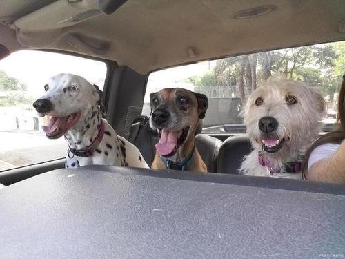 狗之车,探寻人与宠物共筑的温馨家园