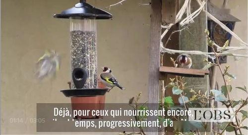 禁足的鸟,探寻自由与束缚的哲学寓言